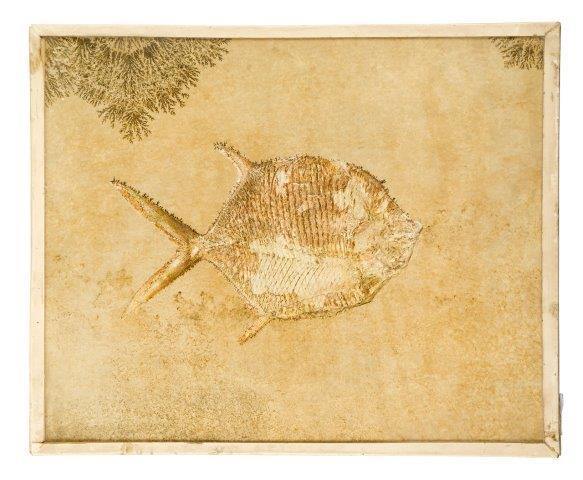 fossilised fish, Gyrodus, German Solnhofen formation